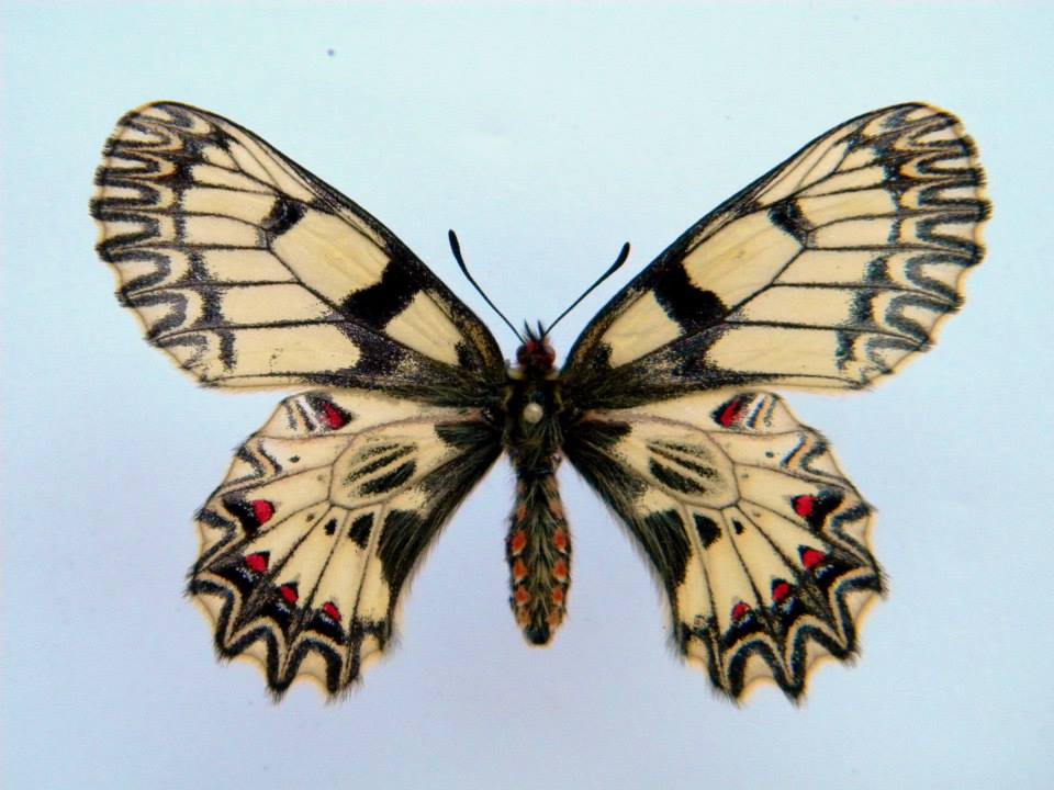 Zerynthia polyxena (cold shock abb 5) (Internet Image property of respective owner, non-commercial use only)